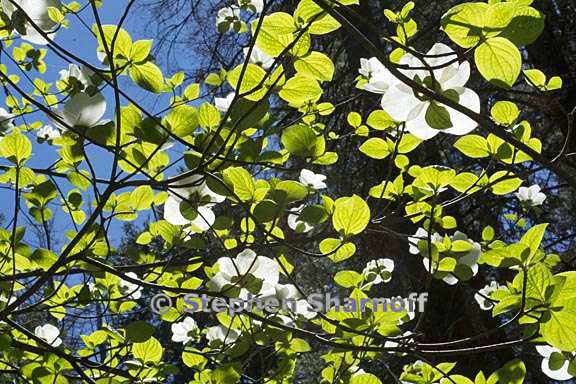 cornus nuttallii 7 graphic